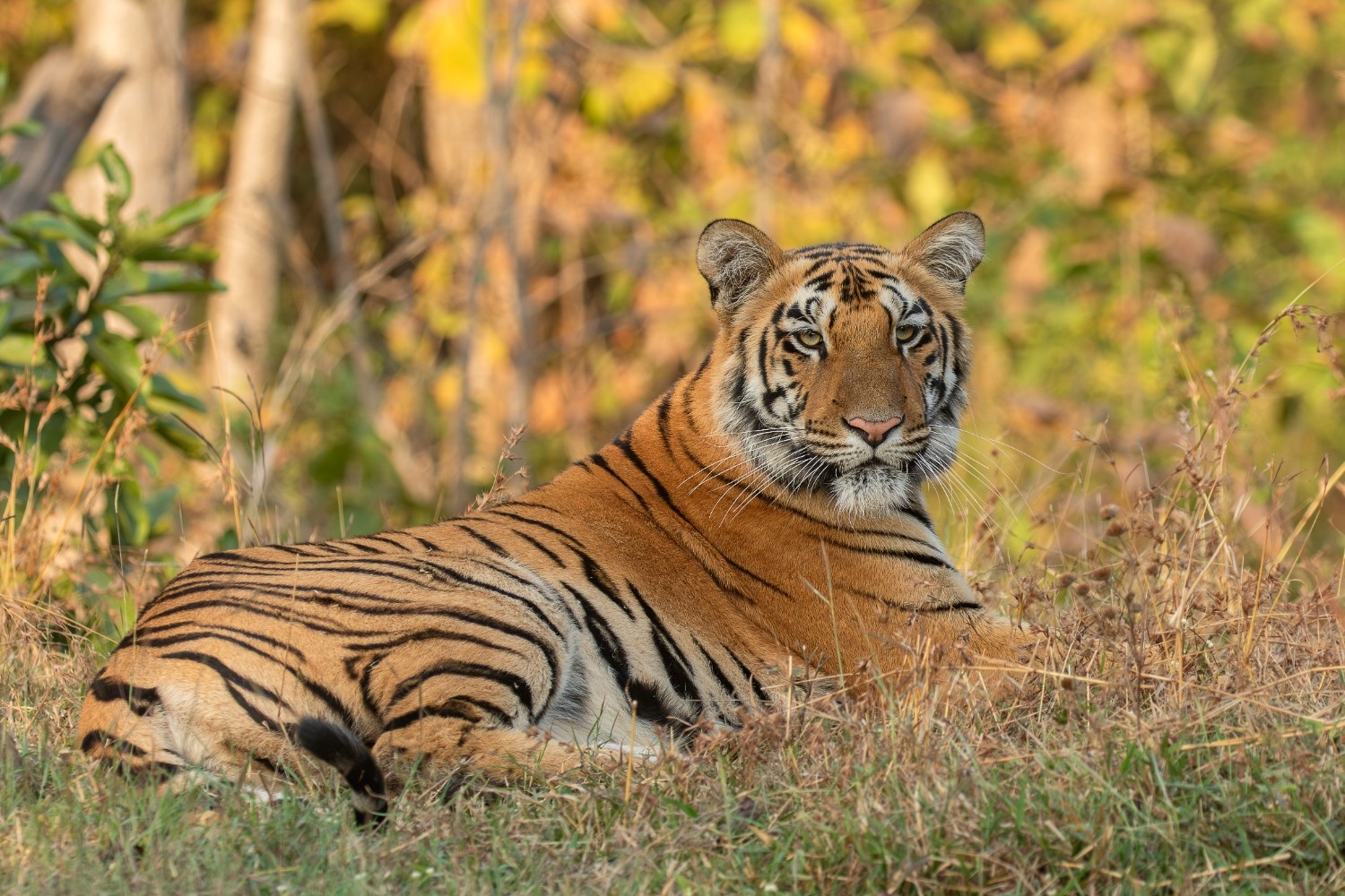 Wildlife Photography